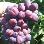 تصویر انگور شاهانی ملکی نهال گستر نیکزاد