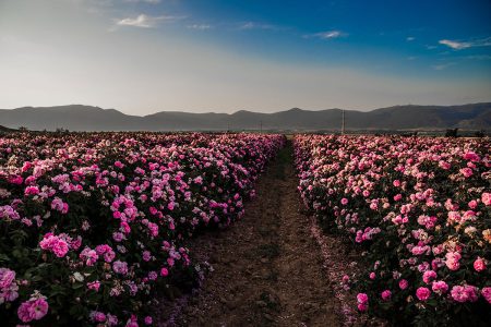 گل محمدی