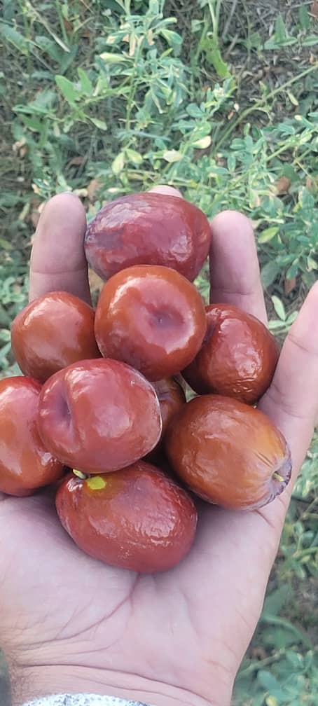 عناب گردویی