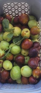 تصویر نهال عناب اکراینی