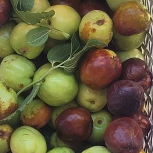 تصویر نهال عناب اکراینی