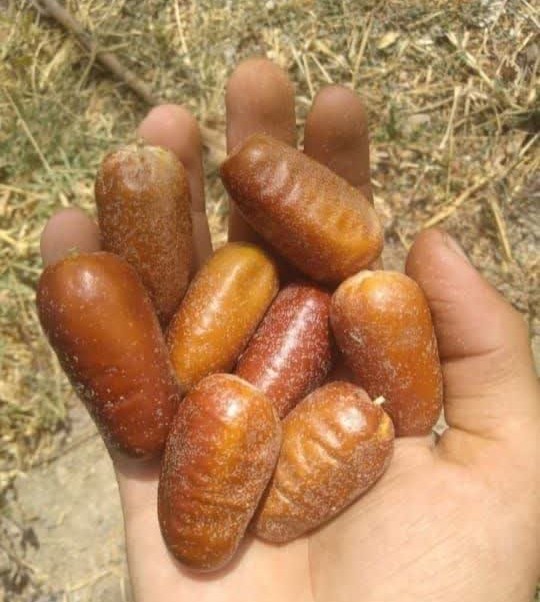 سنجد درباری