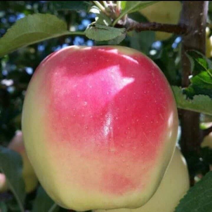 سیب سفید کلدن رز ایتالیا